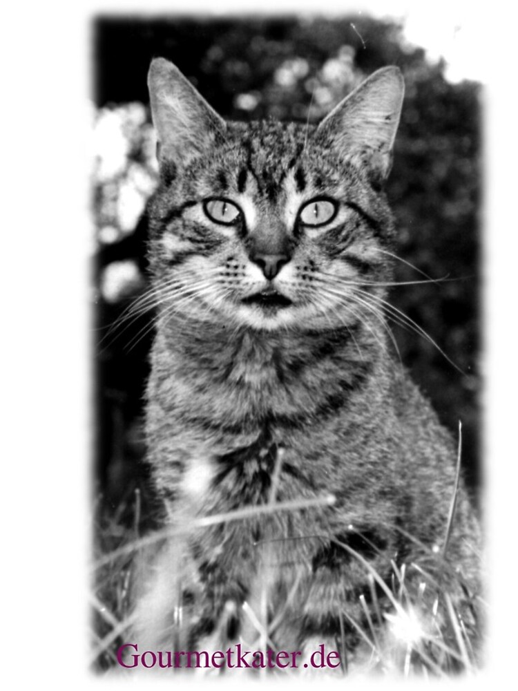 Tiger Tom von Gourmetkater
