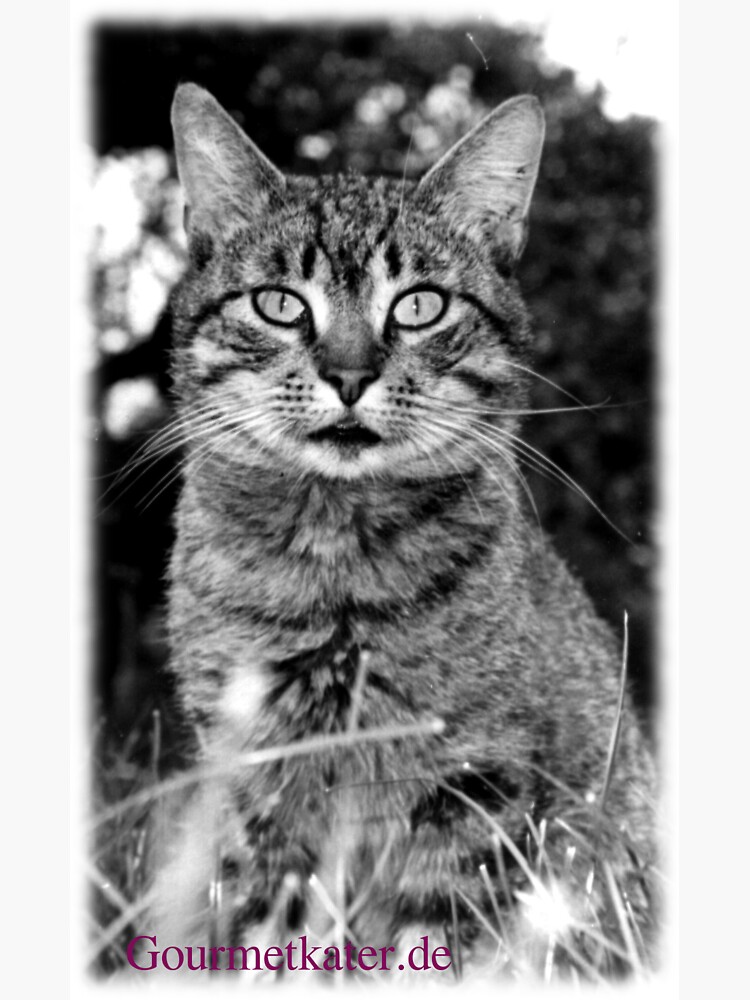 Tiger Tom von Gourmetkater