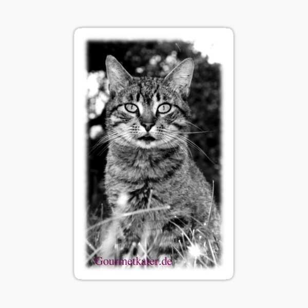 Tiger Tom Sticker