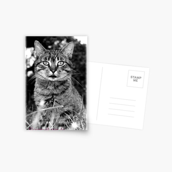 Tiger Tom Postkarte