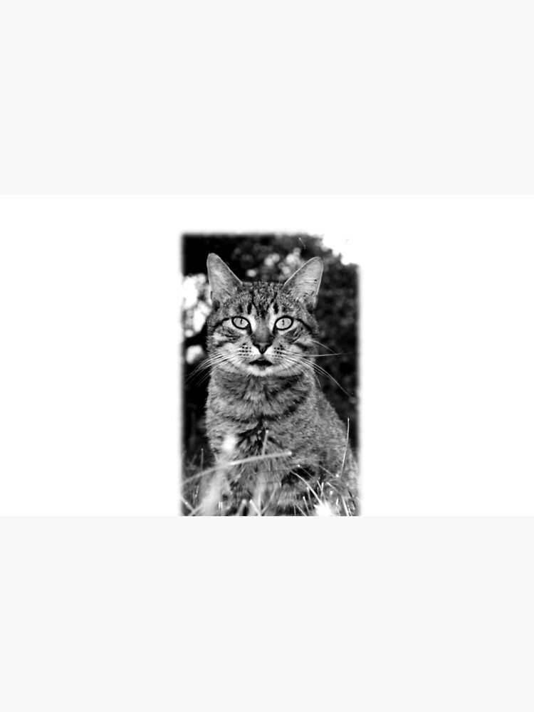 Tiger Tom von Gourmetkater