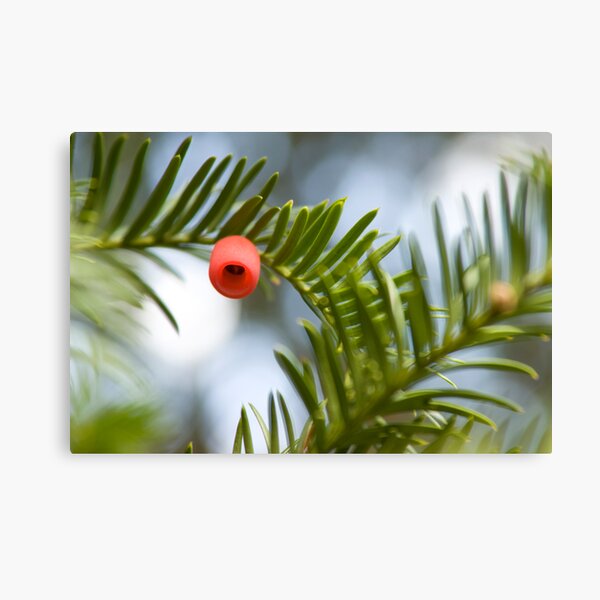 Winter berry Canvas Print