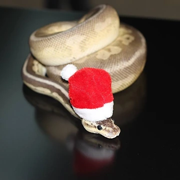 Artwork thumbnail, Christmas Royal Python by PoggleCraft