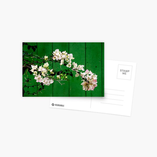 Azalea Postcard