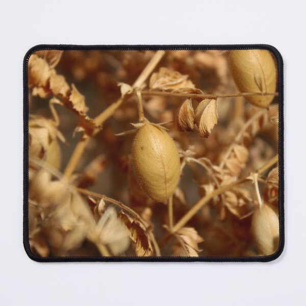 Item preview, Dry Chickpea Plant. designed and sold by VgBingi.