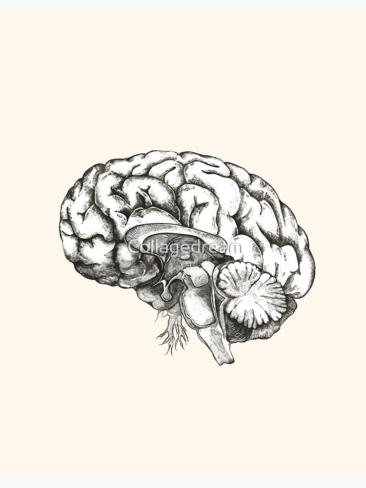 鉛筆画「My mind」 B5大サイズ Amazon.co.jp: マルマン スケッチブック