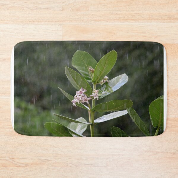 Item preview, Calotropis Gigantea Plant in Rain. designed and sold by VgBingi.