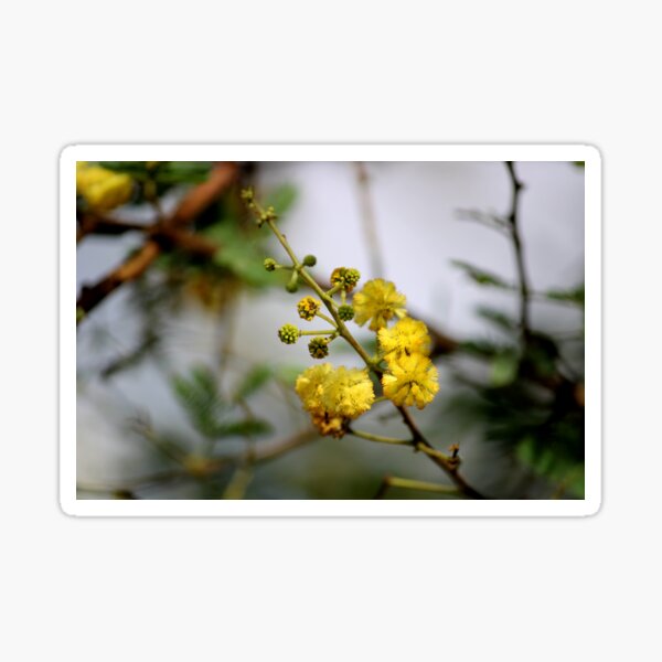 Item preview, Gum Arabic Flowers. designed and sold by VgBingi.
