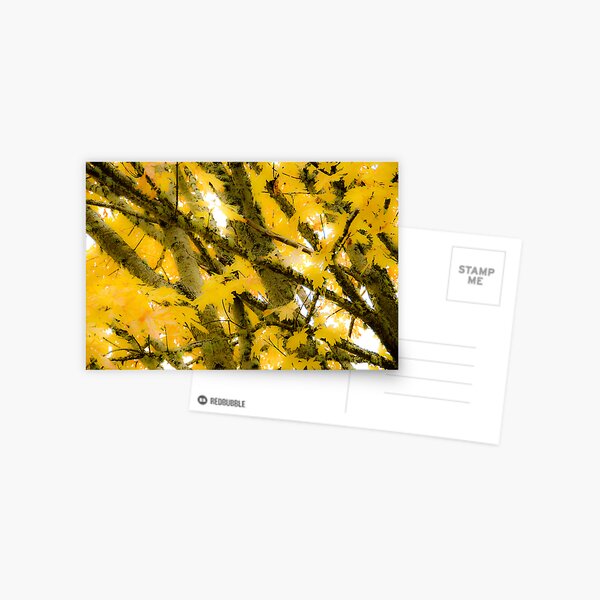 Colours of Fall Postcard