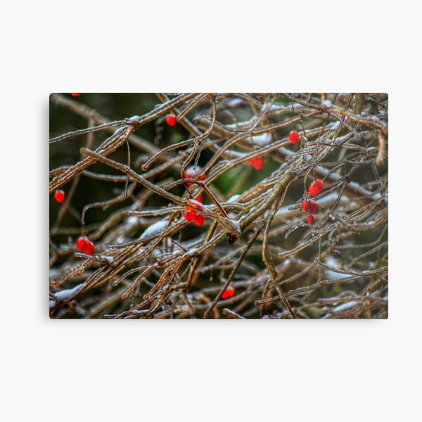 Frosty berries Metal Print
