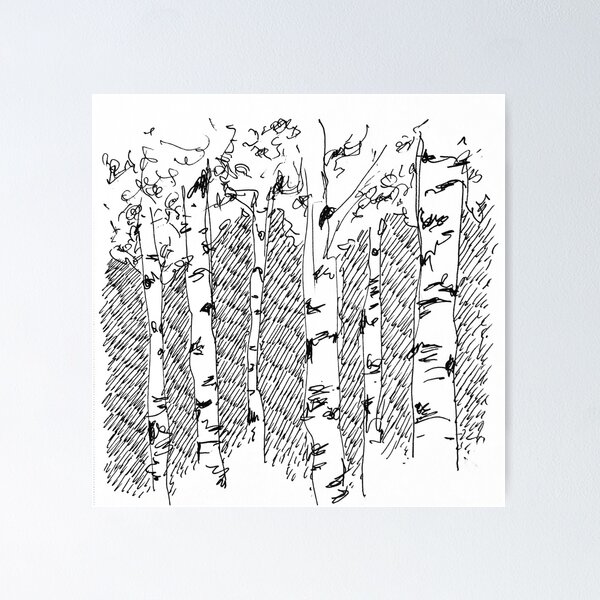 silver birch copse sketch hand drawn traditional art Poster