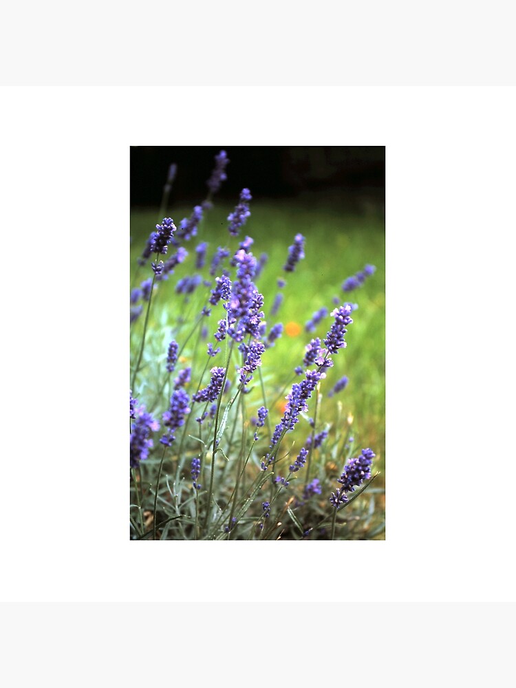 Der Lavendel von Gourmetkater