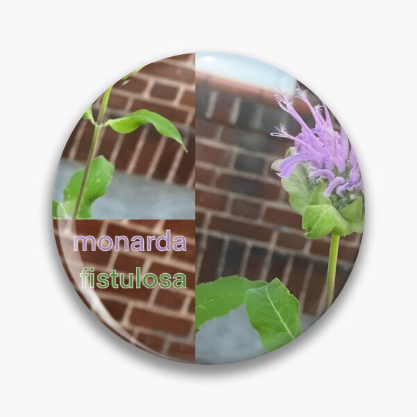 Item preview, Wild Bergamot (monarda fistulosa) [PLANTS NATIVE TO ST. LAWRENCE LOWLANDS] designed and sold by eveyting.