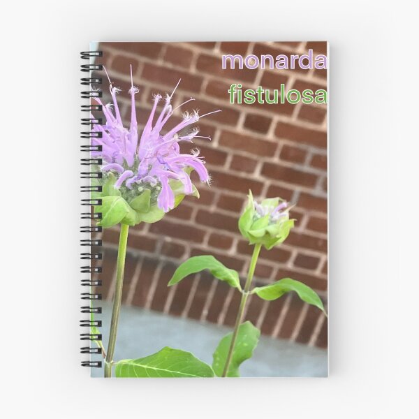Item preview, Wild Bergamot (monarda fistulosa) [PLANTS NATIVE TO ST. LAWRENCE LOWLANDS] designed and sold by eveyting.