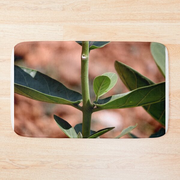 Item preview, Calotropis Gigantea Plant designed and sold by VgBingi.