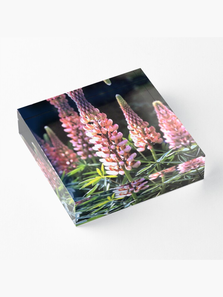 Alternative Ansicht von Lupinen-Blüten Acrylblock