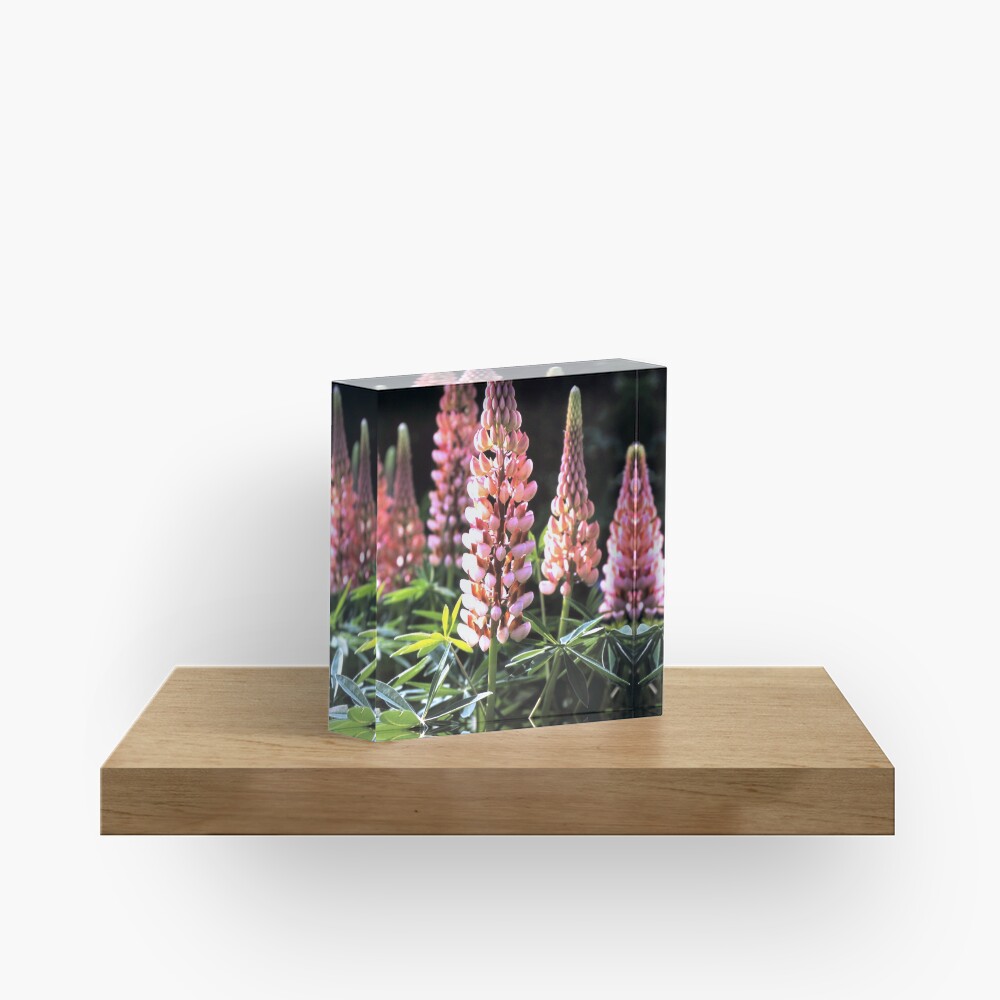 Lupinen-Blüten Acrylblock