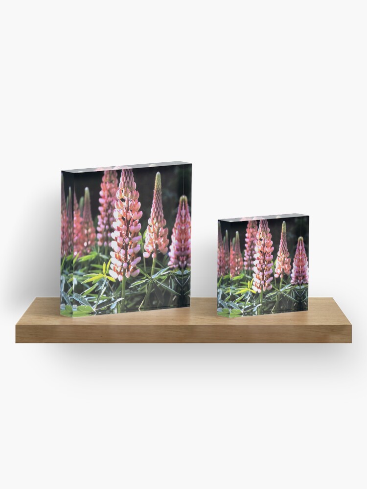 Alternative Ansicht von Lupinen-Blüten Acrylblock