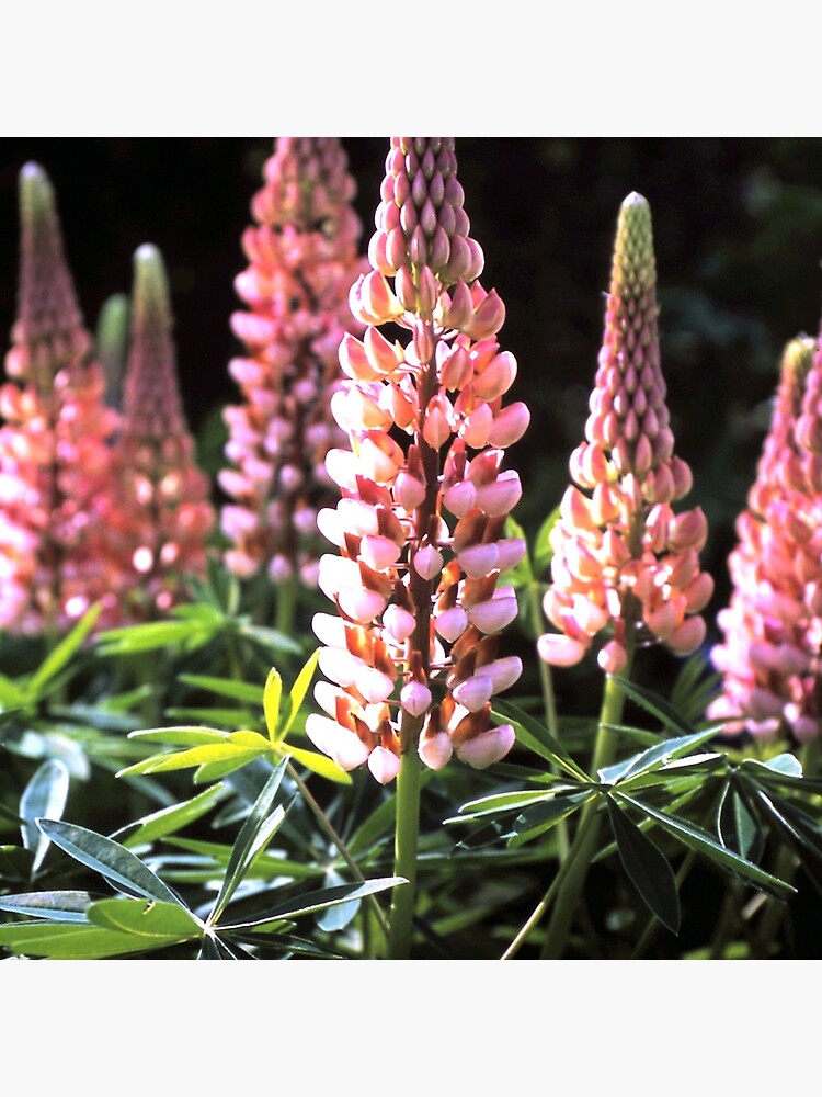 Lupinen-Blüten von Gourmetkater