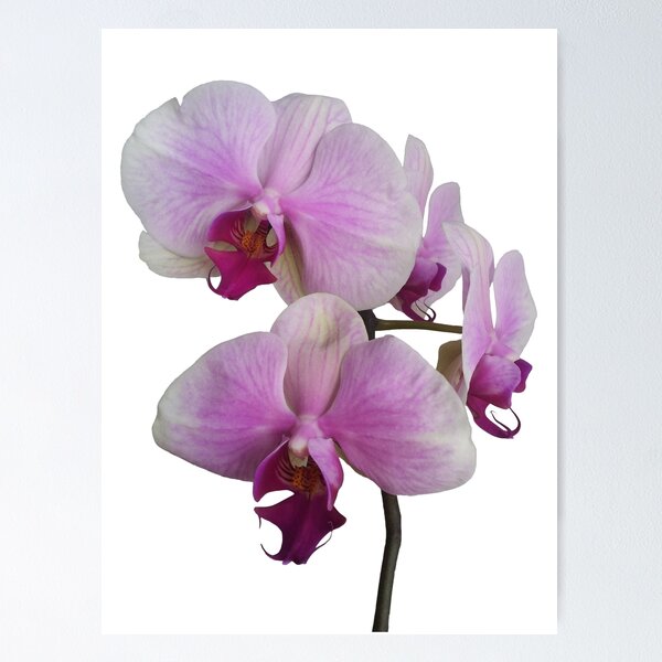 Item preview, Orchid Orgy2 designed and sold by LindaLou1952.