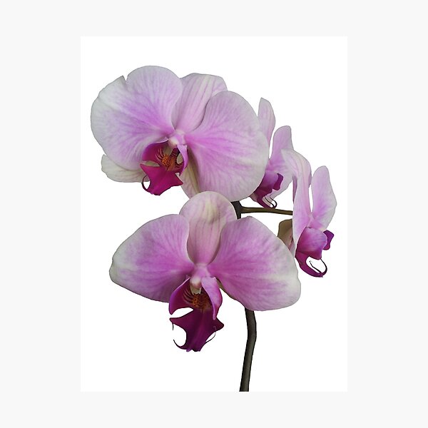 Item preview, Orchid Orgy2 designed and sold by LindaLou1952.