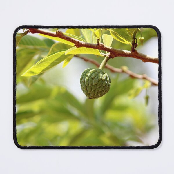 Item preview, Sugar Apple Fruit Hanging on the Tree. designed and sold by VgBingi.