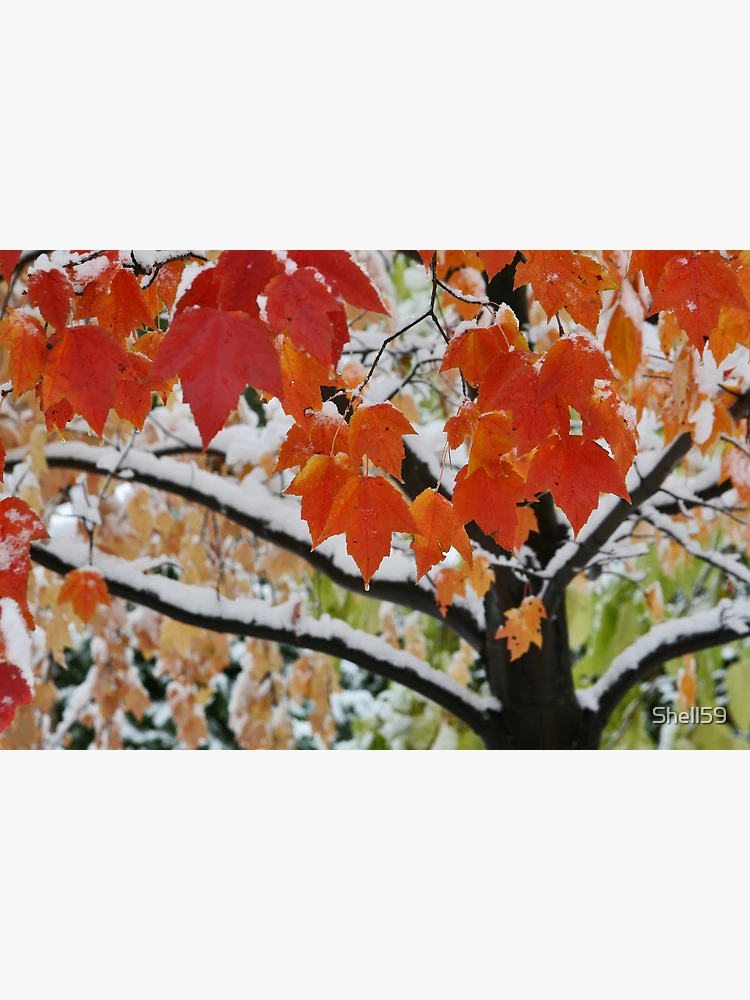 Thumbnail 3 of 3, Poster, Fall Rise designed and sold by Shell59.