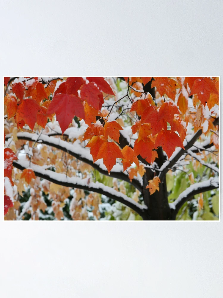 Thumbnail 1 of 3, Poster, Fall Rise designed and sold by Shell59.