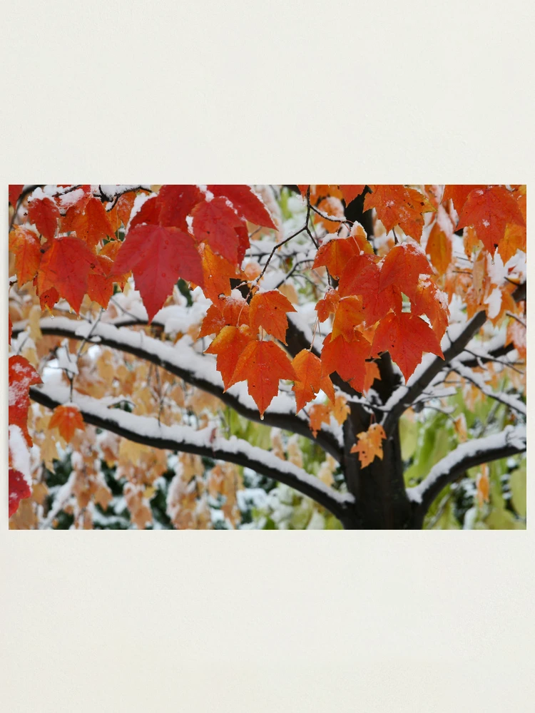 Thumbnail 1 of 3, Photographic Print, Fall Rise designed and sold by Shell59.