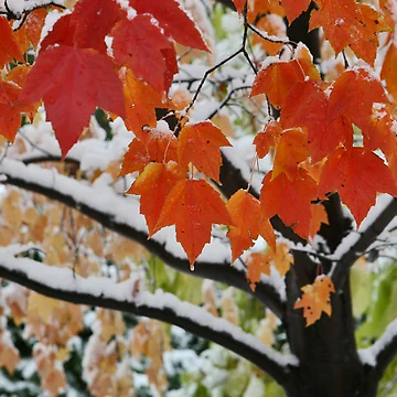 Artwork thumbnail, Fall Rise by Shell59
