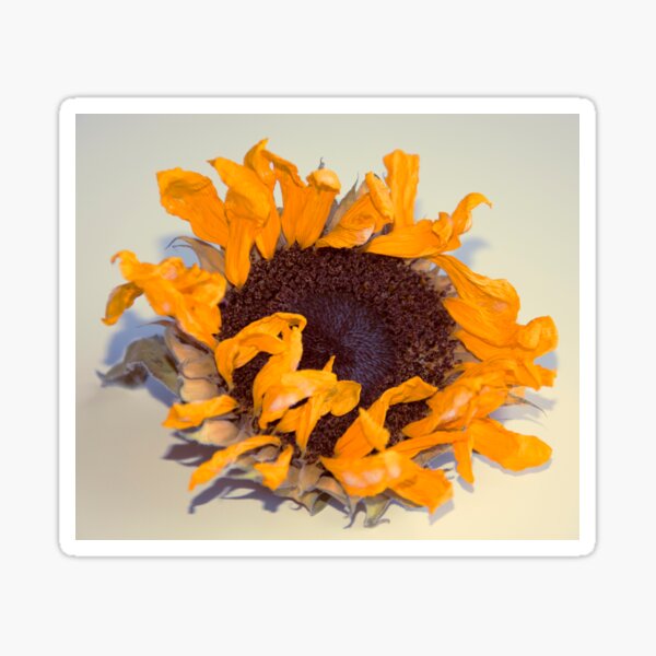 sunflower Sticker