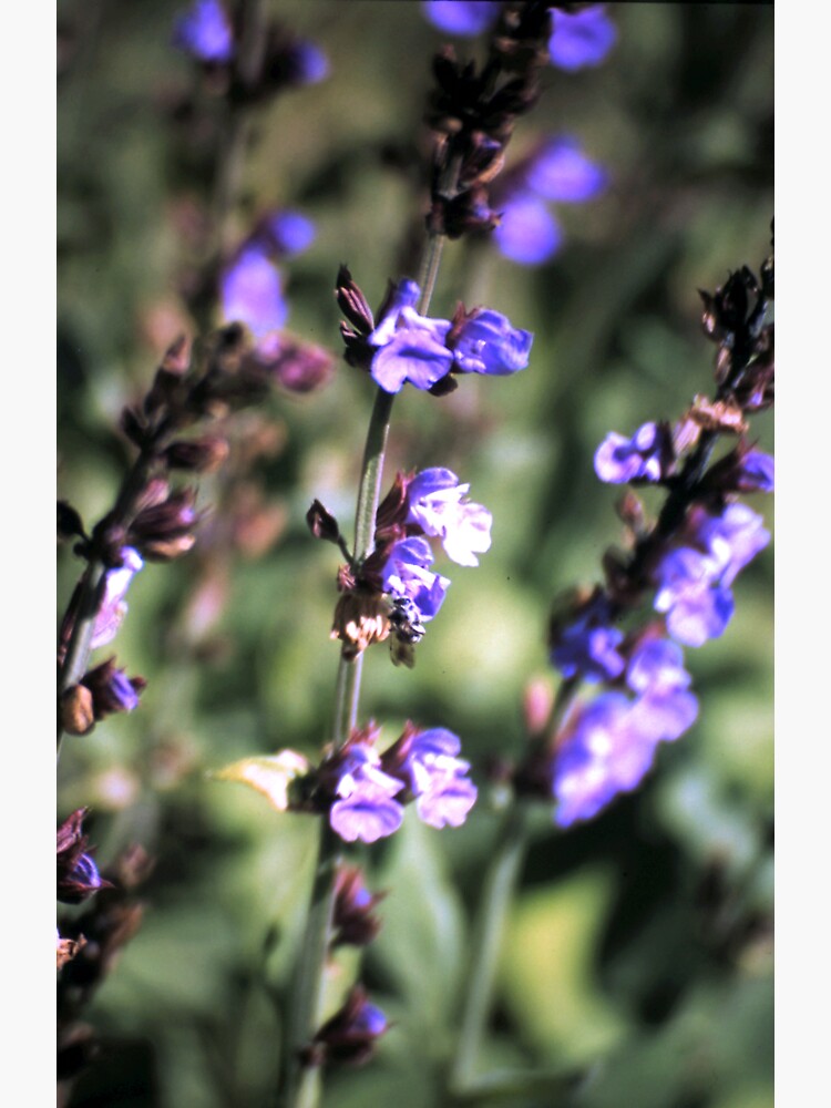 Blüte des Salbei von Gourmetkater