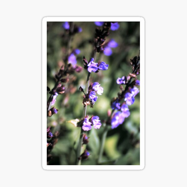 Blüte des Salbei Sticker