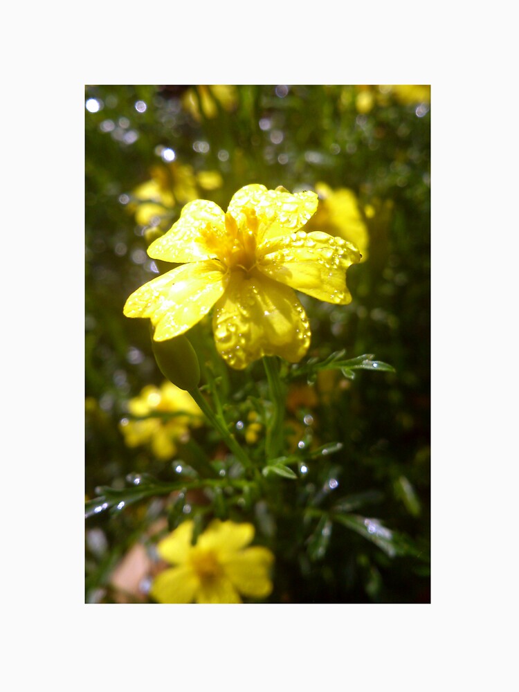 Eßbare Gewürz-Tagetes von Gourmetkater