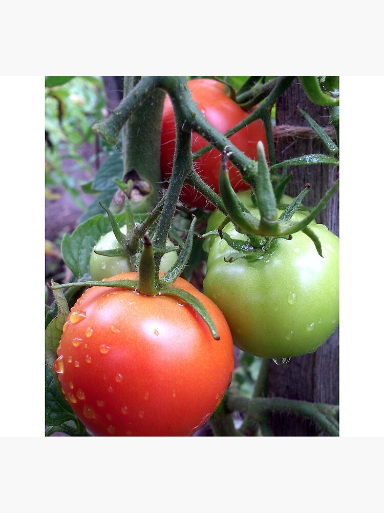 Leckere Tomaten von Gourmetkater