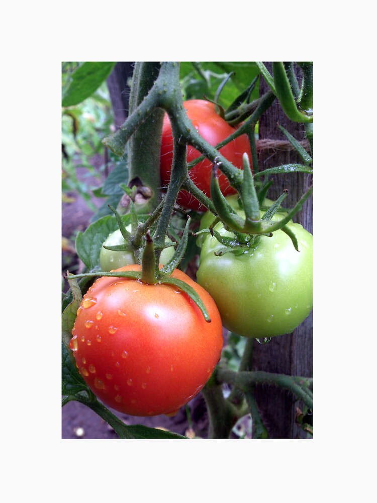 Leckere Tomaten von Gourmetkater