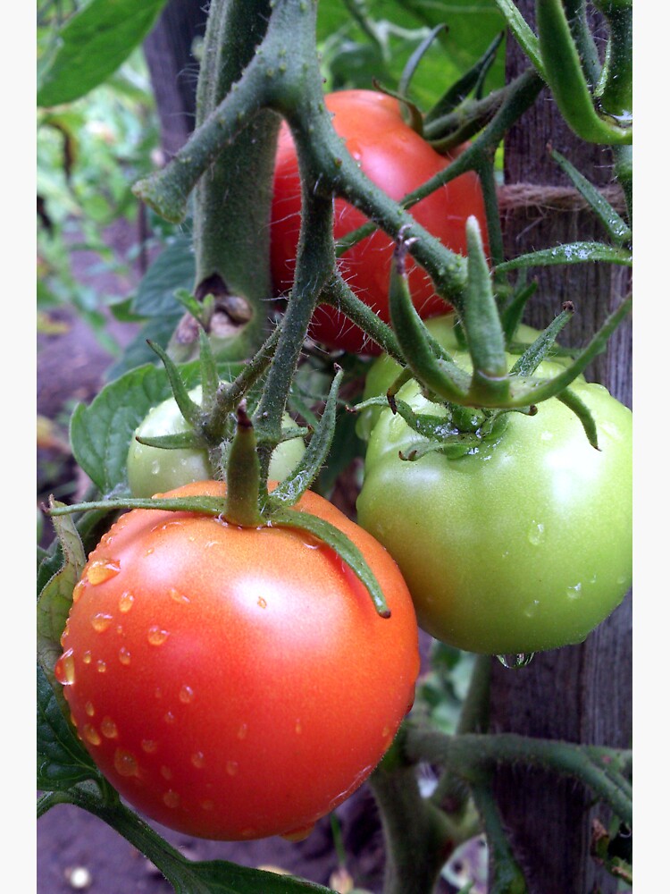 Leckere Tomaten von Gourmetkater
