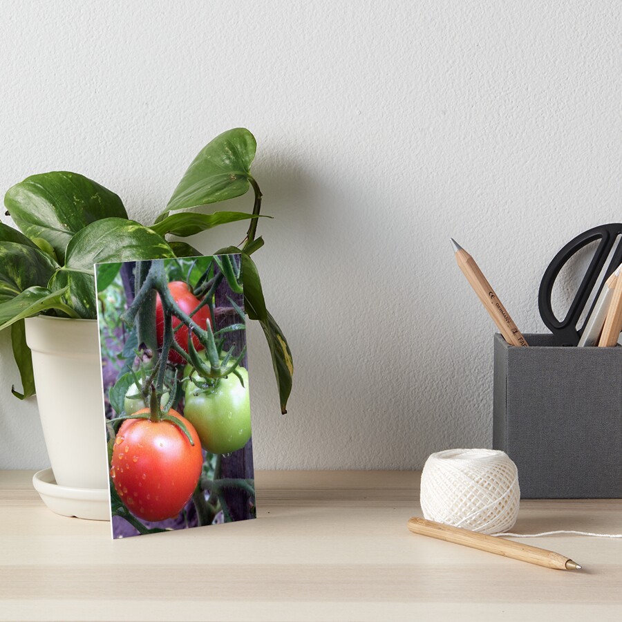 Leckere Tomaten Galeriedruck