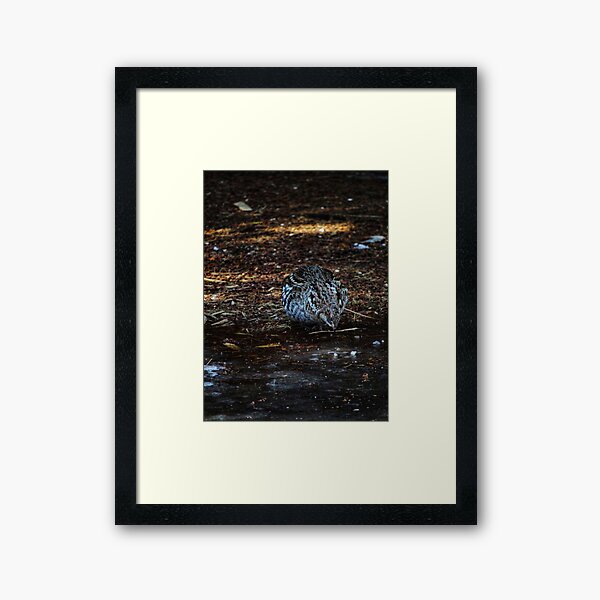 Grouse Framed Art Print