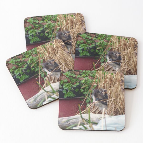Item preview, Kitten Peek-a-Boo designed and sold by Frankie Cat Photography.