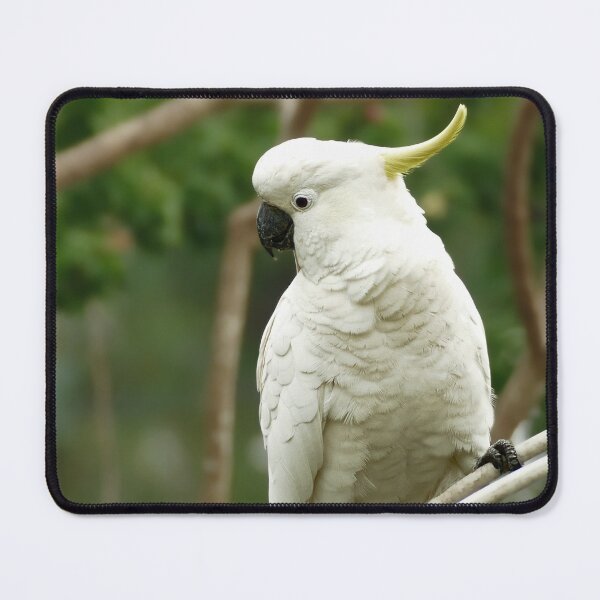 Item preview, Sulpher crested Cockatoo designed and sold by jaynerushton.