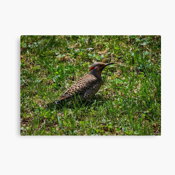 Flicker Canvas Print