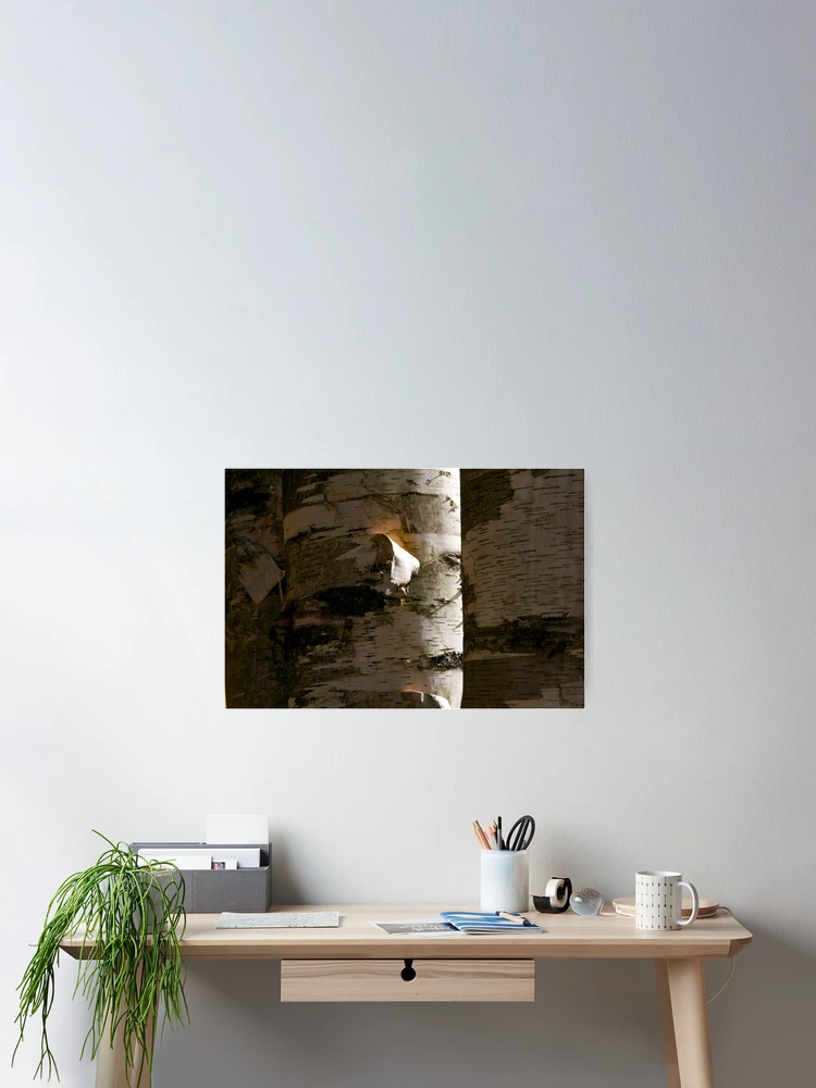 Thumbnail 2 of 3, Poster, Forest Birch designed and sold by Shell59.