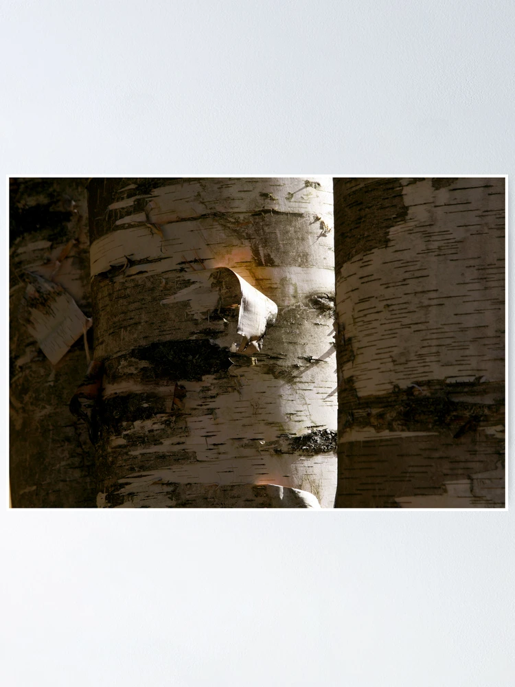Thumbnail 1 of 3, Poster, Forest Birch designed and sold by Shell59.