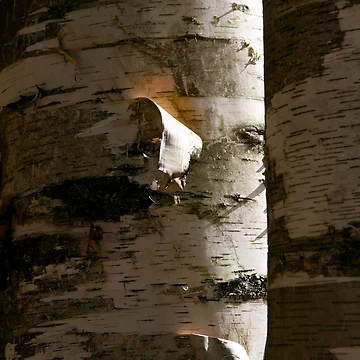 Artwork thumbnail, Forest Birch by Shell59