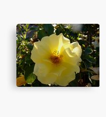 Pale Yellow Canvas Print