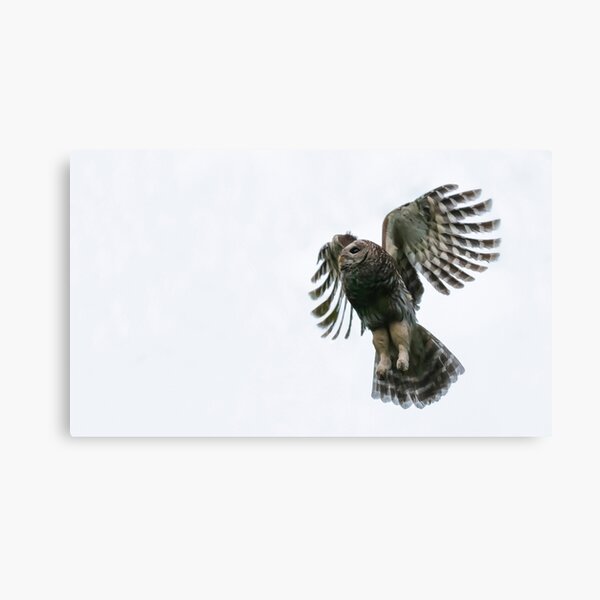 Barred Owl Flight Patterns Canvas Print