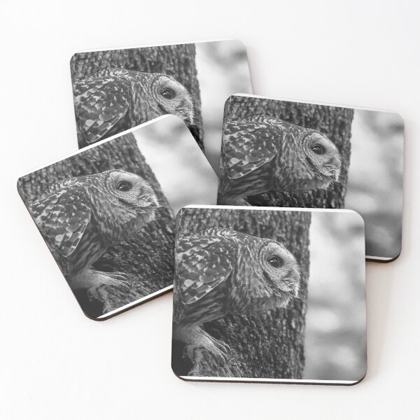 Item preview, Mama Barred Owl Ready to Fly Away designed and sold by Puttaswamy Ravishankar.