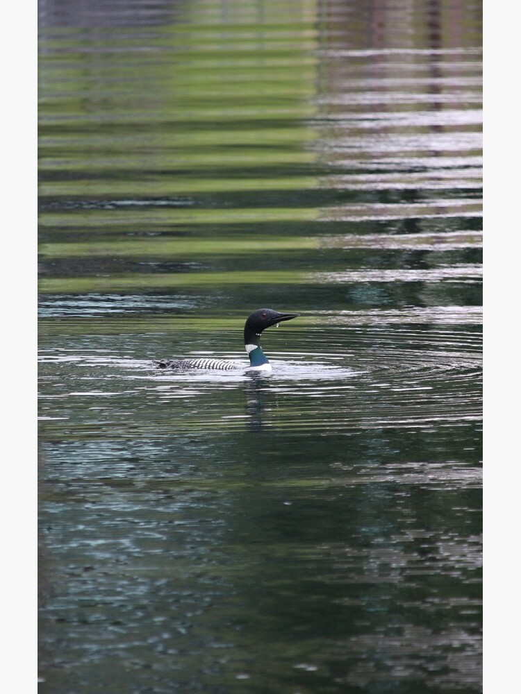 Loon by debfaraday