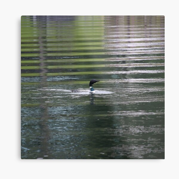 Loon Metal Print